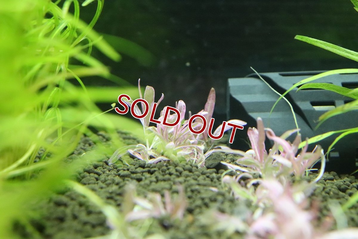 画像2: 【通販 水草】ハイグロsp チャイ(無農薬)【1株 サンプル画像】（生体）（熱帯魚） (2)