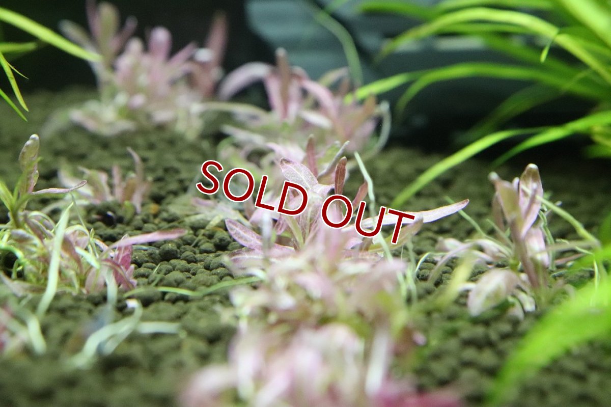 画像3: 【通販 水草】ハイグロsp チャイ(無農薬)【1株 サンプル画像】（生体）（熱帯魚） (3)