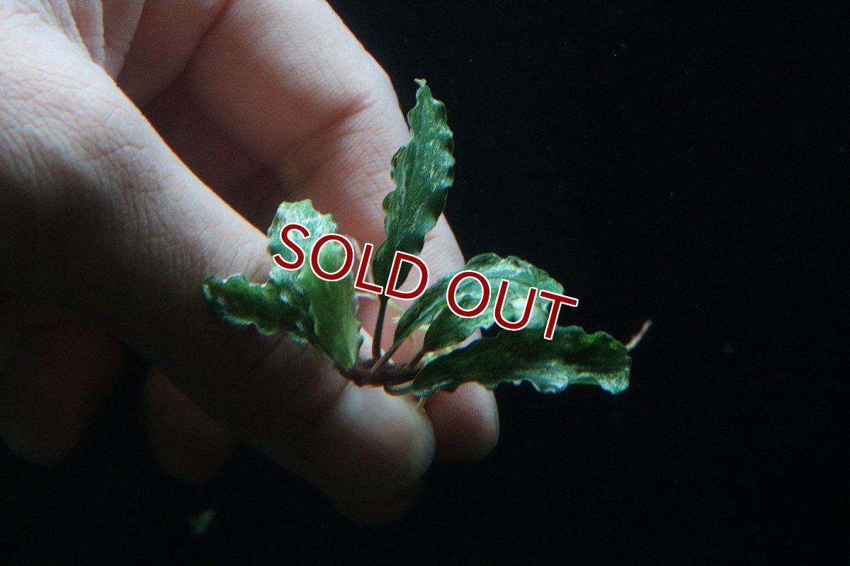 画像1: 【通販 水草】レア種 ブセファランドラ sp グリーンウェービー斑入り【1株 サンプル画像】（陰性水草)（生体）（熱帯魚） (1)