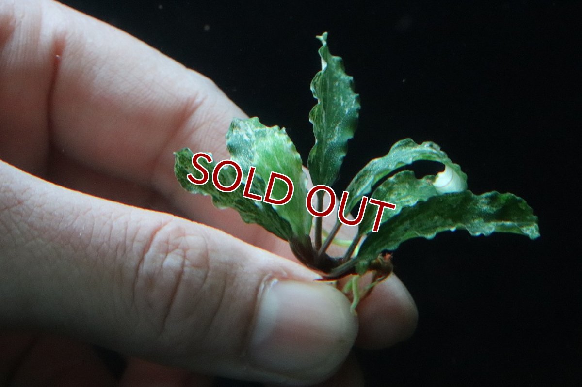 画像3: 【通販 水草】レア種 ブセファランドラ sp グリーンウェービー斑入り【1株 サンプル画像】（陰性水草)（生体）（熱帯魚） (3)