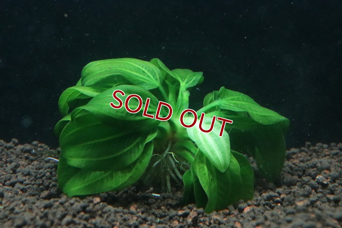 画像1: 【通販 水草】激安 レア種 エキノドルス sp オパクス サンカルロス【1株 サンプル画像】（後景草)（生体）（熱帯魚） (1)