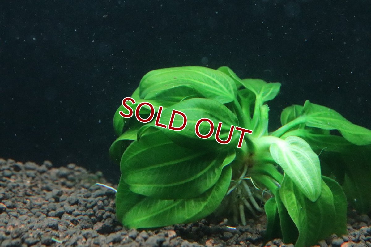 画像2: 【通販 水草】激安 レア種 エキノドルス sp オパクス サンカルロス【1株 サンプル画像】（後景草)（生体）（熱帯魚） (2)