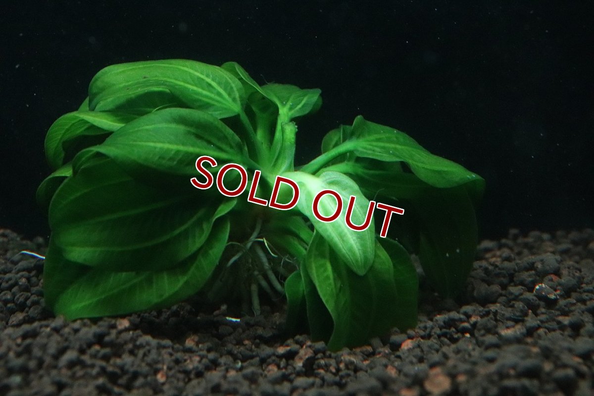 画像3: 【通販 水草】激安 レア種 エキノドルス sp オパクス サンカルロス【1株 サンプル画像】（後景草)（生体）（熱帯魚） (3)
