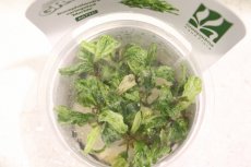 画像2: 【通販 水草】激レア 組織培養 GROWOW ブセファランドラ sp 斑入り マーブル(無農薬)【1カップ サンプル画像】（生体）（熱帯魚） (2)