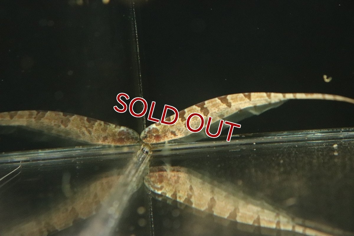 画像2: 【淡水魚】【通販】リーフナイフフィッシュ ペルー産 ワイルド【１匹 サンプル画像】(±10-12cm)(大型魚)(生体)(熱帯魚)NKO (2)