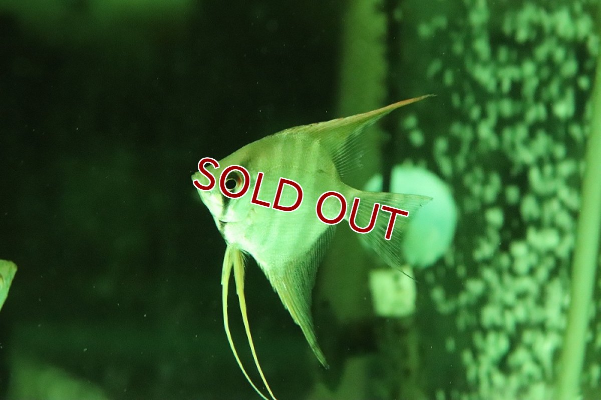 画像2: 【淡水魚】スカラレエンゼル バルセロス産 ワイルド【１匹 サンプル画像】(±6-7cm)(エンゼルフィッシュ)(生体)(熱帯魚)NK (2)