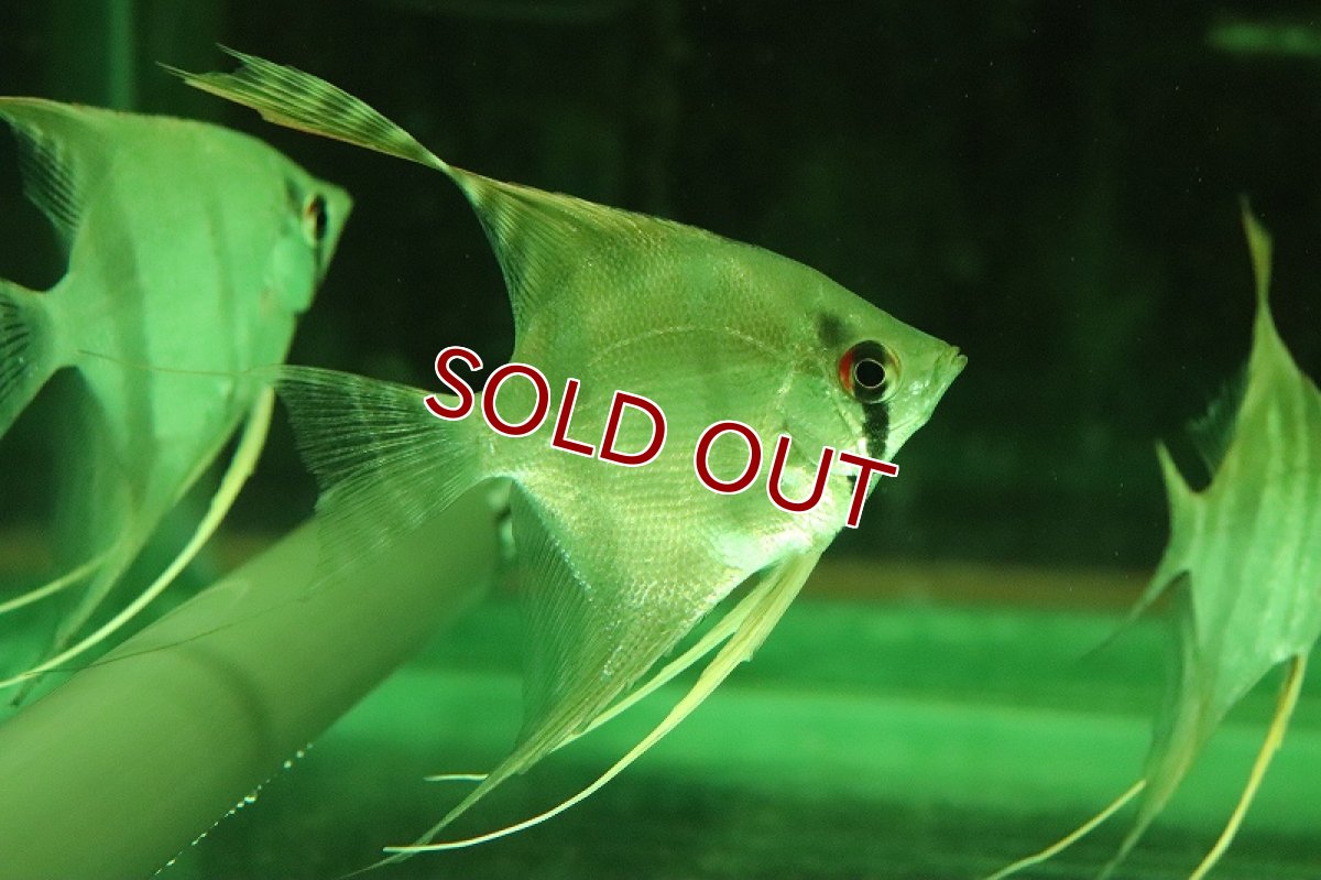 画像3: 【淡水魚】スカラレエンゼル バルセロス産 ワイルド【１匹 サンプル画像】(±6-7cm)(エンゼルフィッシュ)(生体)(熱帯魚)NK (3)