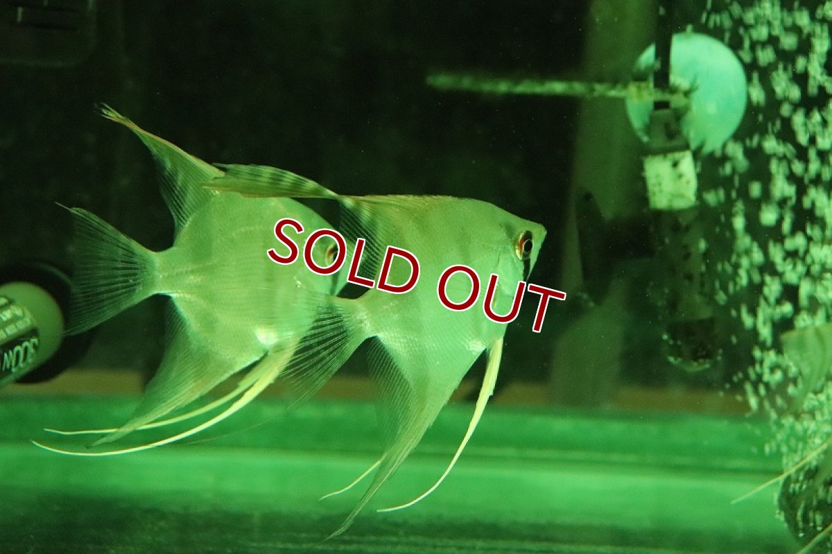 画像4: 【淡水魚】スカラレエンゼル バルセロス産 ワイルド【１匹 サンプル画像】(±6-7cm)(エンゼルフィッシュ)(生体)(熱帯魚)NK (4)