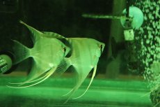 画像4: 【淡水魚】スカラレエンゼル バルセロス産 ワイルド【１匹 サンプル画像】(±6-7cm)(エンゼルフィッシュ)(生体)(熱帯魚)NK (4)