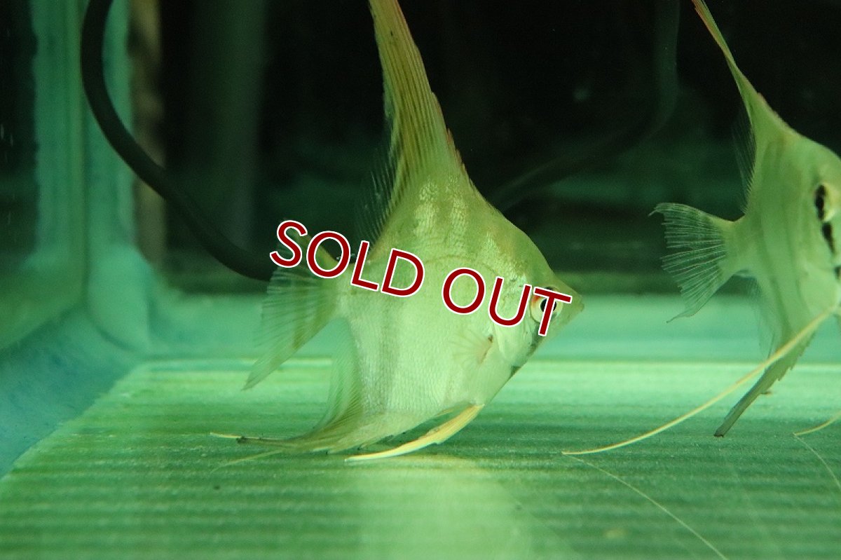 画像2: 【淡水魚】【通販】レア種 スカラレエンゼル パンタ産 ワイルド【1匹 サンプル画像】(±7cm)(エンゼルフィッシュ)(生体)(熱帯魚)NK (2)