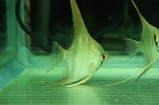 画像2: 【淡水魚】レア種 スカラレエンゼル パンタ産 ワイルド【１匹 サンプル画像】(±7cm)(エンゼルフィッシュ)(生体)(熱帯魚)NK (2)