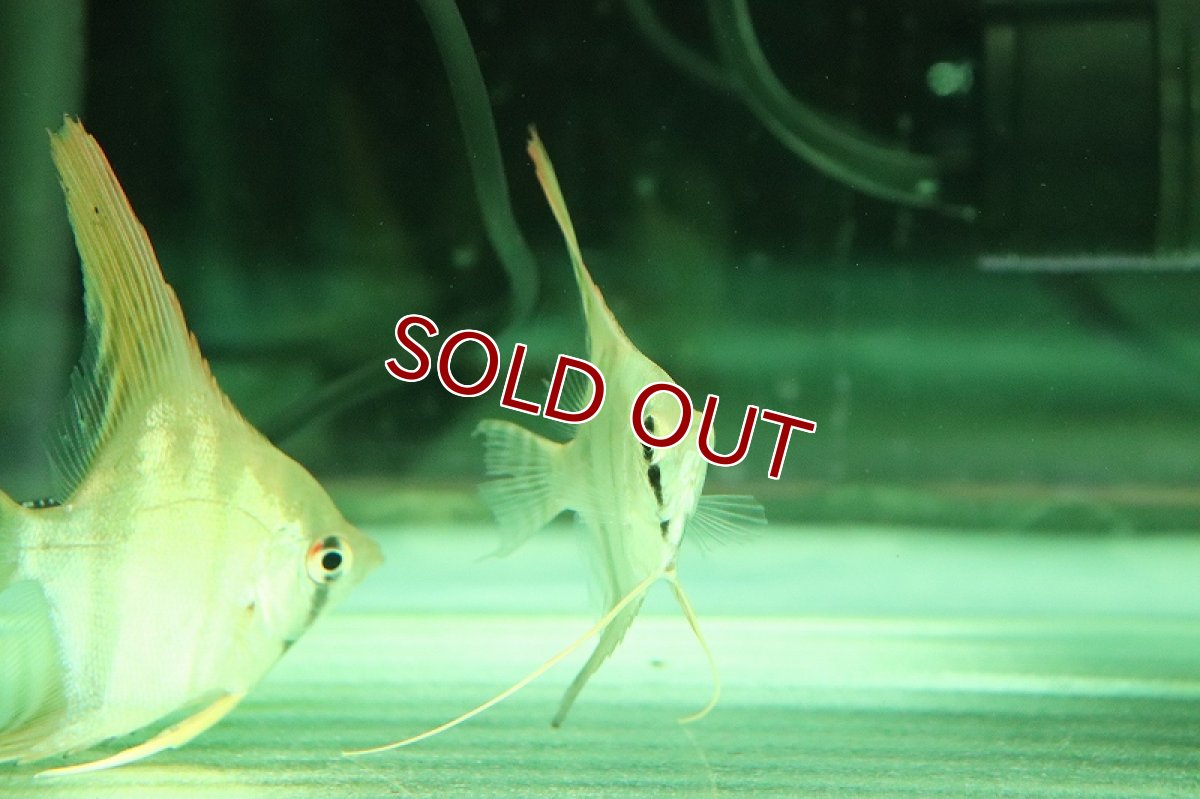 画像3: 【淡水魚】【通販】レア種 スカラレエンゼル パンタ産 ワイルド【1匹 サンプル画像】(±7cm)(エンゼルフィッシュ)(生体)(熱帯魚)NK (3)