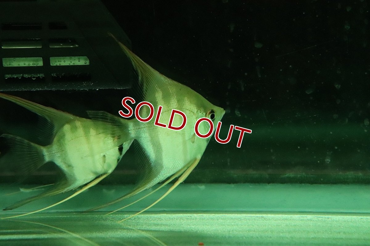 画像4: 【淡水魚】【通販】レア種 スカラレエンゼル パンタ産 ワイルド【1匹 サンプル画像】(±7cm)(エンゼルフィッシュ)(生体)(熱帯魚)NK (4)