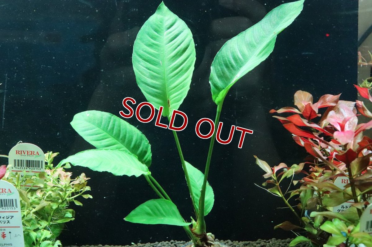 画像1: 【通販 水草】アヌビアス ヘテロフィラ(輸入品)【1ポット サンプル画像】（陰性水草)（生体）（熱帯魚） (1)