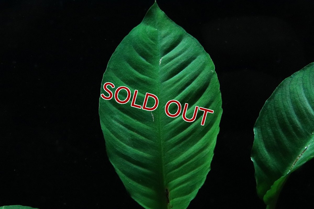 画像2: 【通販 水草】アヌビアス ヘテロフィラ(輸入品)【1ポット サンプル画像】（陰性水草)（生体）（熱帯魚） (2)