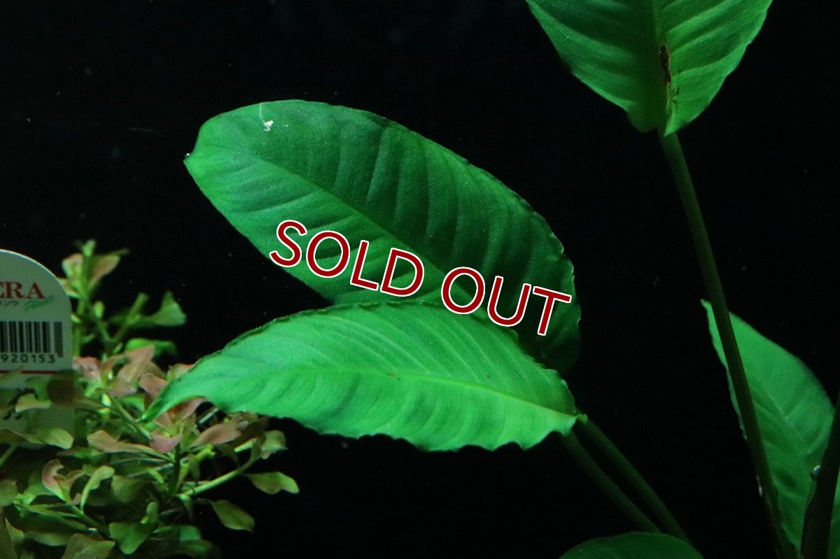 画像3: 【通販 水草】アヌビアス ヘテロフィラ(輸入品)【1ポット サンプル画像】（陰性水草)（生体）（熱帯魚） (3)