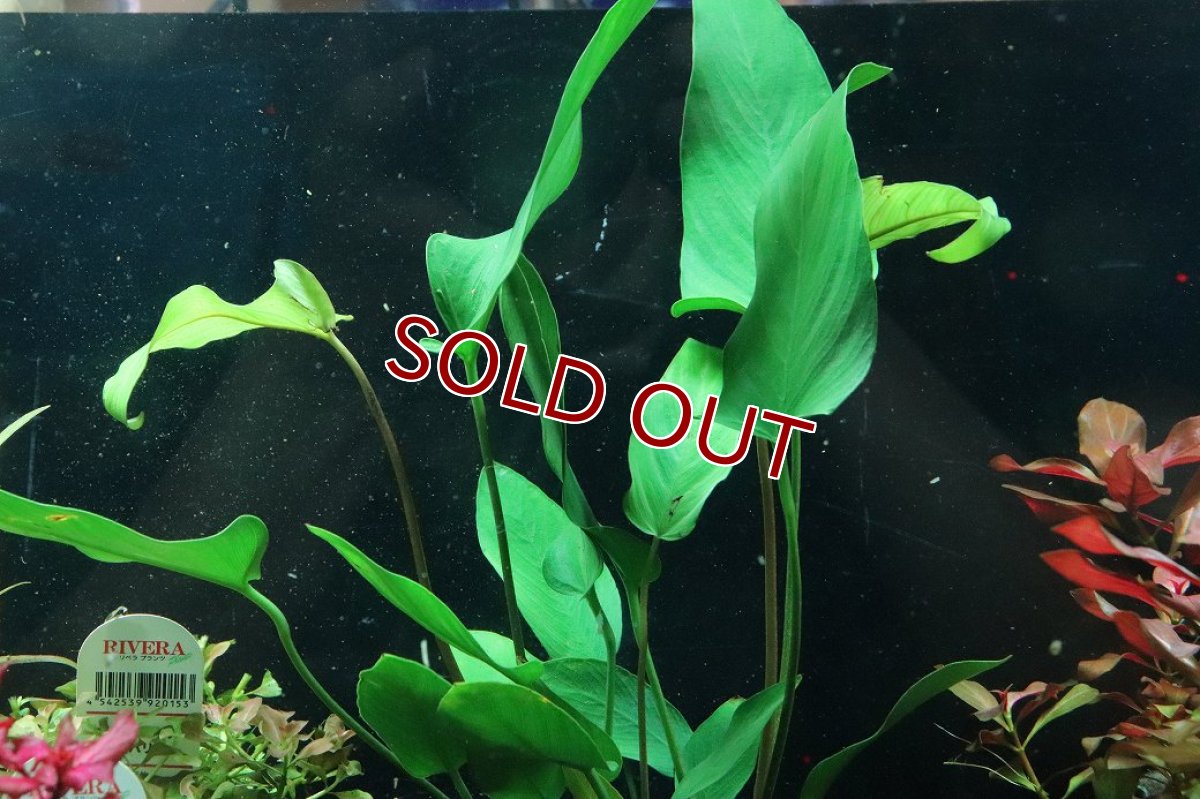 画像1: 【通販 水草】アヌビアス ハスティフォリア(輸入品)【1ポット サンプル画像】（陰性水草)（生体）（熱帯魚） (1)