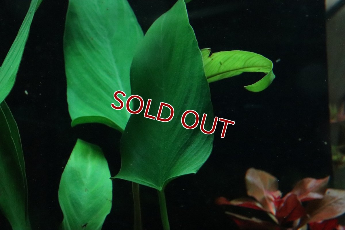 画像2: 【通販 水草】アヌビアス ハスティフォリア(輸入品)【1ポット サンプル画像】（陰性水草)（生体）（熱帯魚） (2)