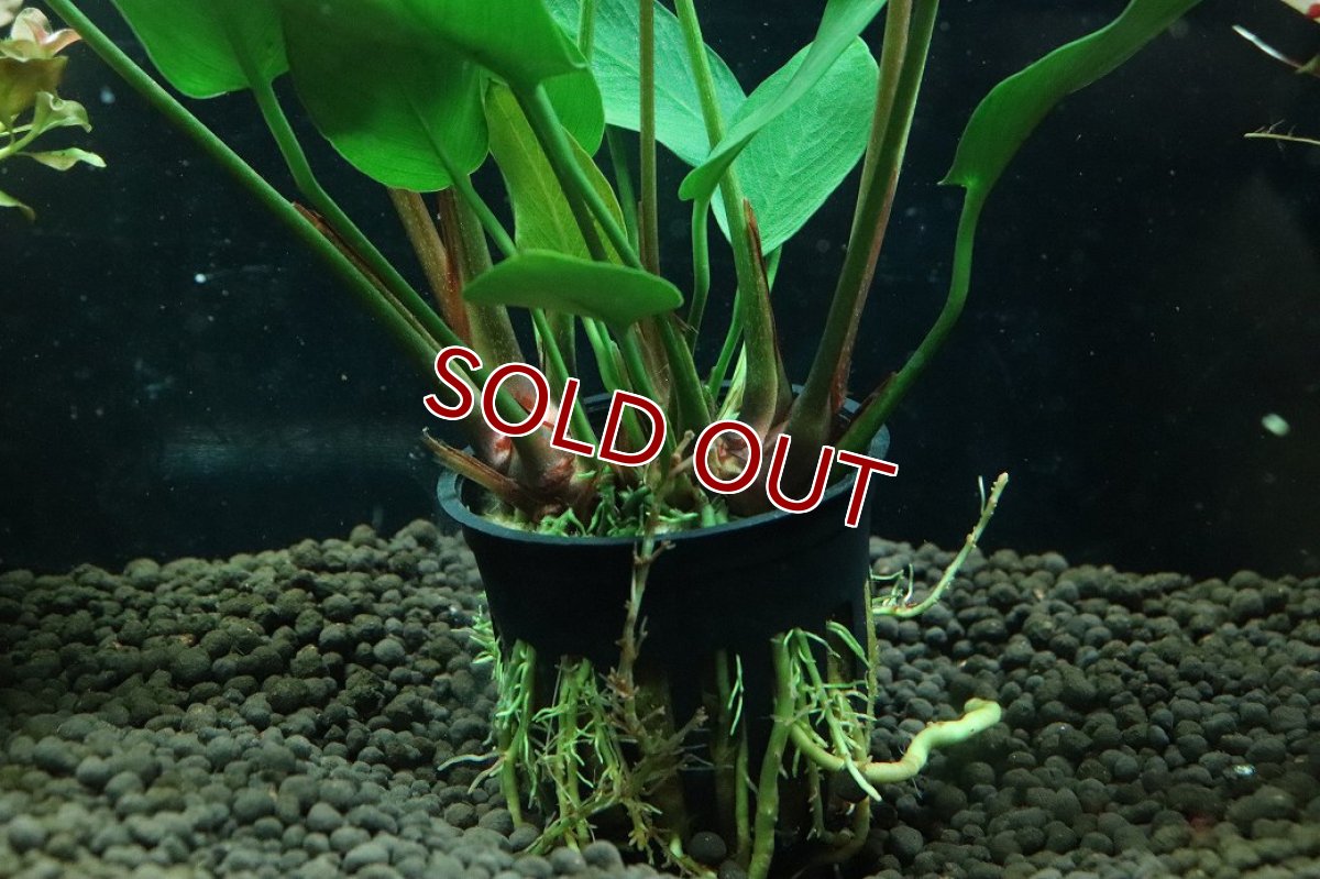 画像3: 【通販 水草】アヌビアス ハスティフォリア(輸入品)【1ポット サンプル画像】（陰性水草)（生体）（熱帯魚） (3)