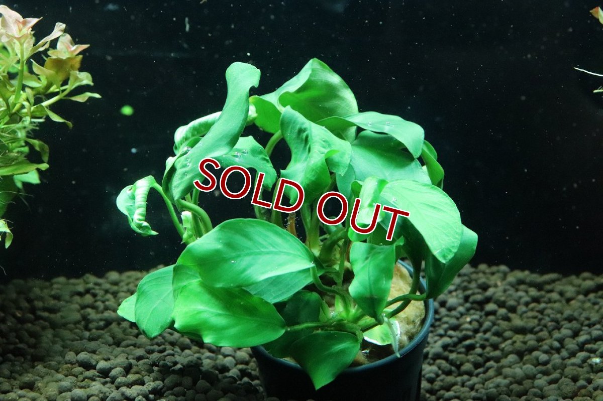 画像1: 【通販 水草】アヌビアス ガボン(輸入品)【1ポット サンプル画像】（陰性水草)（生体）（熱帯魚） (1)