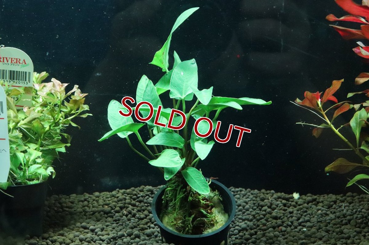 画像1: 【通販 水草】アヌビアス グラキリル(輸入品)【1ポット サンプル画像】（陰性水草)（生体）（熱帯魚） (1)