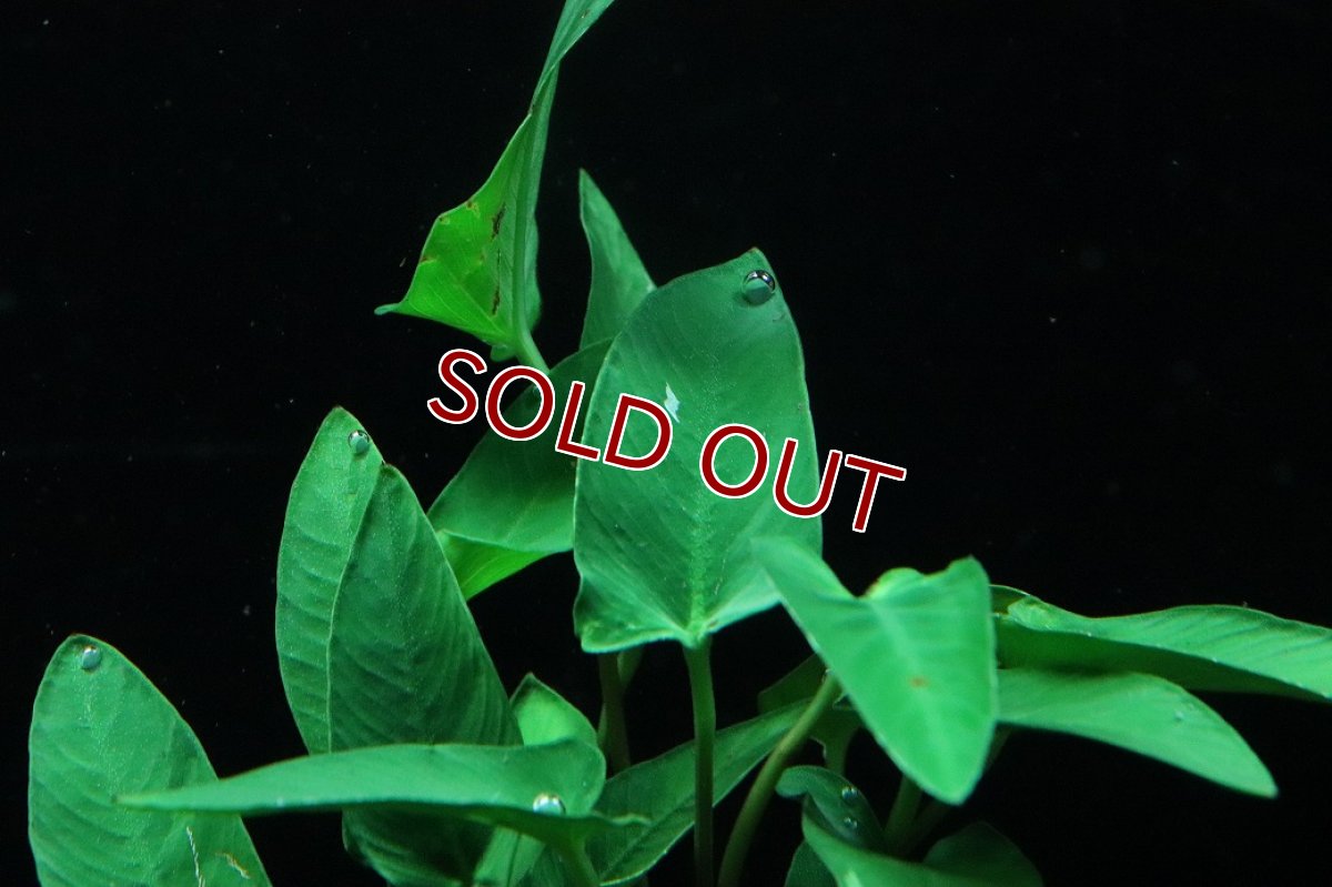 画像2: 【通販 水草】アヌビアス グラキリル(輸入品)【1ポット サンプル画像】（陰性水草)（生体）（熱帯魚） (2)