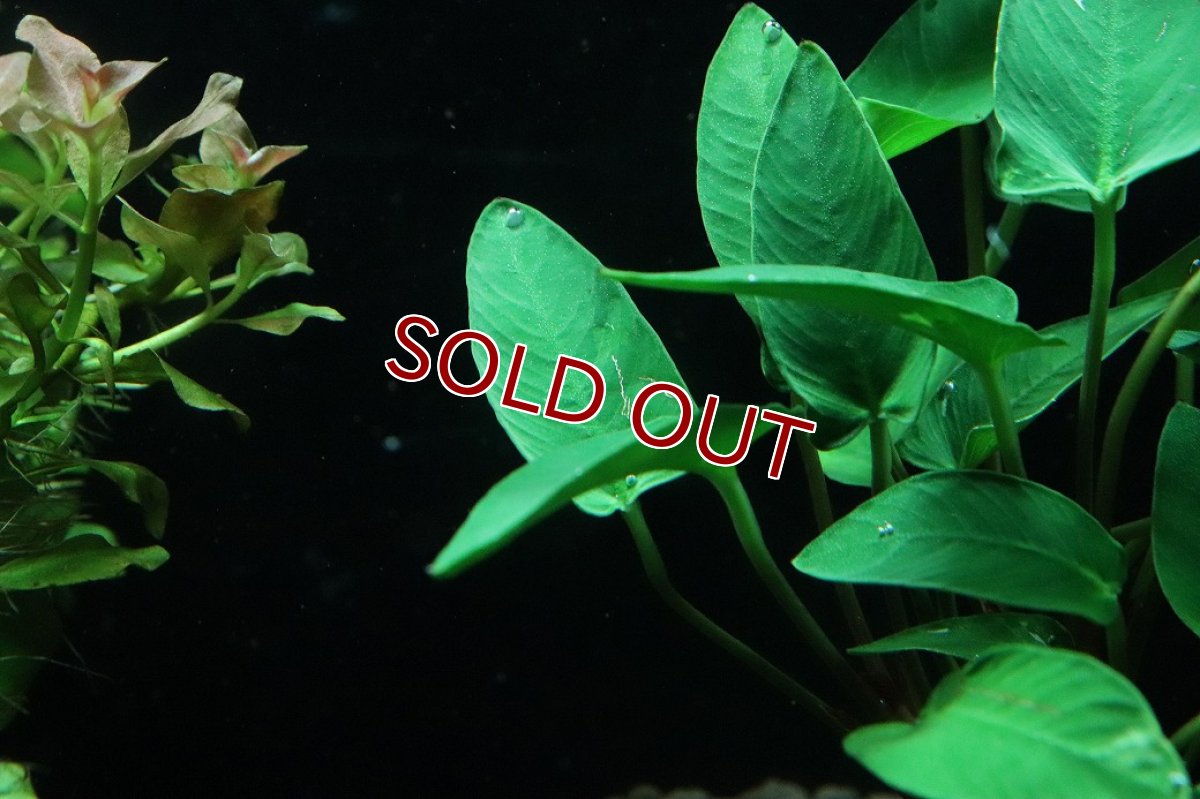 画像3: 【通販 水草】アヌビアス グラキリル(輸入品)【1ポット サンプル画像】（陰性水草)（生体）（熱帯魚） (3)