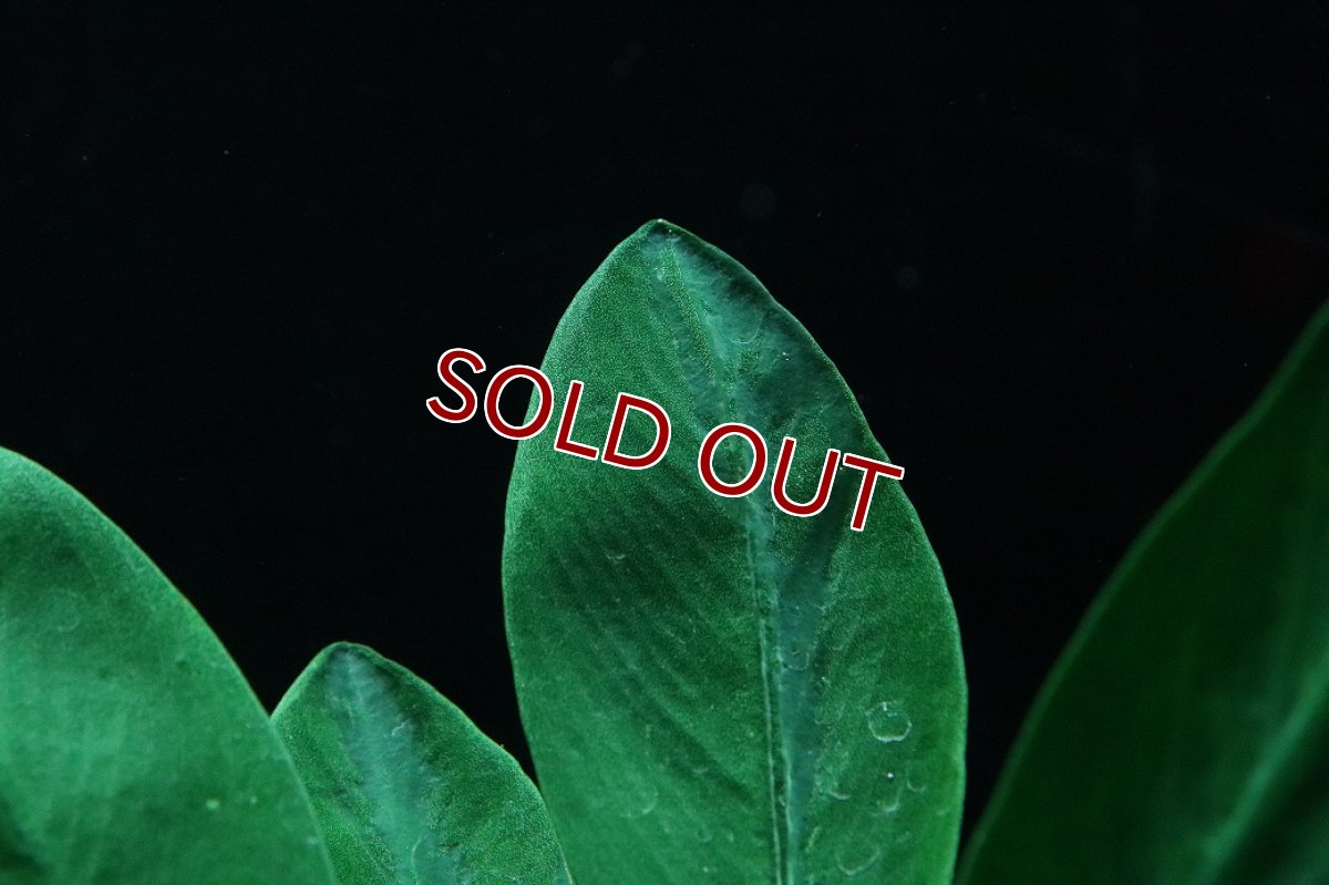 画像3: 【通販 水草】アヌビアス コンゲンシス(輸入品)【1ポット サンプル画像】（陰性水草)（生体）（熱帯魚） (3)