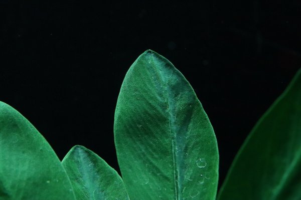 15％OFFクーポン対象商品(クーポン番号15)】【通販 水草】アヌビアス