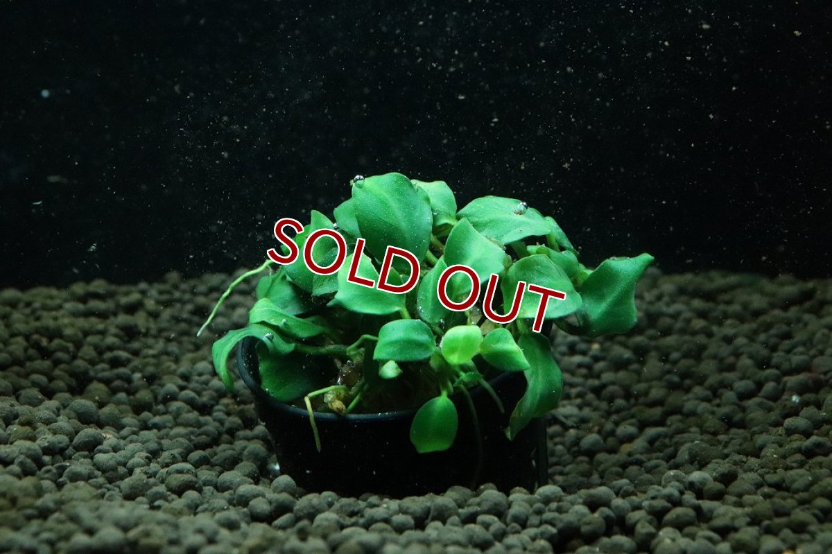画像1: 【通販 水草】アヌビアス ダークエンジェル(輸入品)【1ポット サンプル画像】（陰性水草)（生体）（熱帯魚） (1)