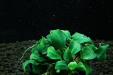 画像2: 【通販 水草】アヌビアス ダークエンジェル(輸入品)【1ポット サンプル画像】（陰性水草)（生体）（熱帯魚） (2)