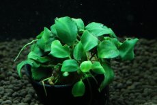 画像3: 【通販 水草】アヌビアス ダークエンジェル(輸入品)【1ポット サンプル画像】（陰性水草)（生体）（熱帯魚） (3)