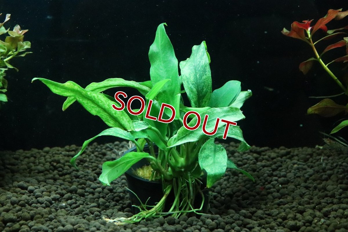 画像1: 【10%OFF対象商品30周年セール】【通販 水草】アヌビアス バルテリー VAR グラブル 斑入り(輸入品)【1ポット サンプル画像】（陰性水草)（生体）（熱帯魚） (1)