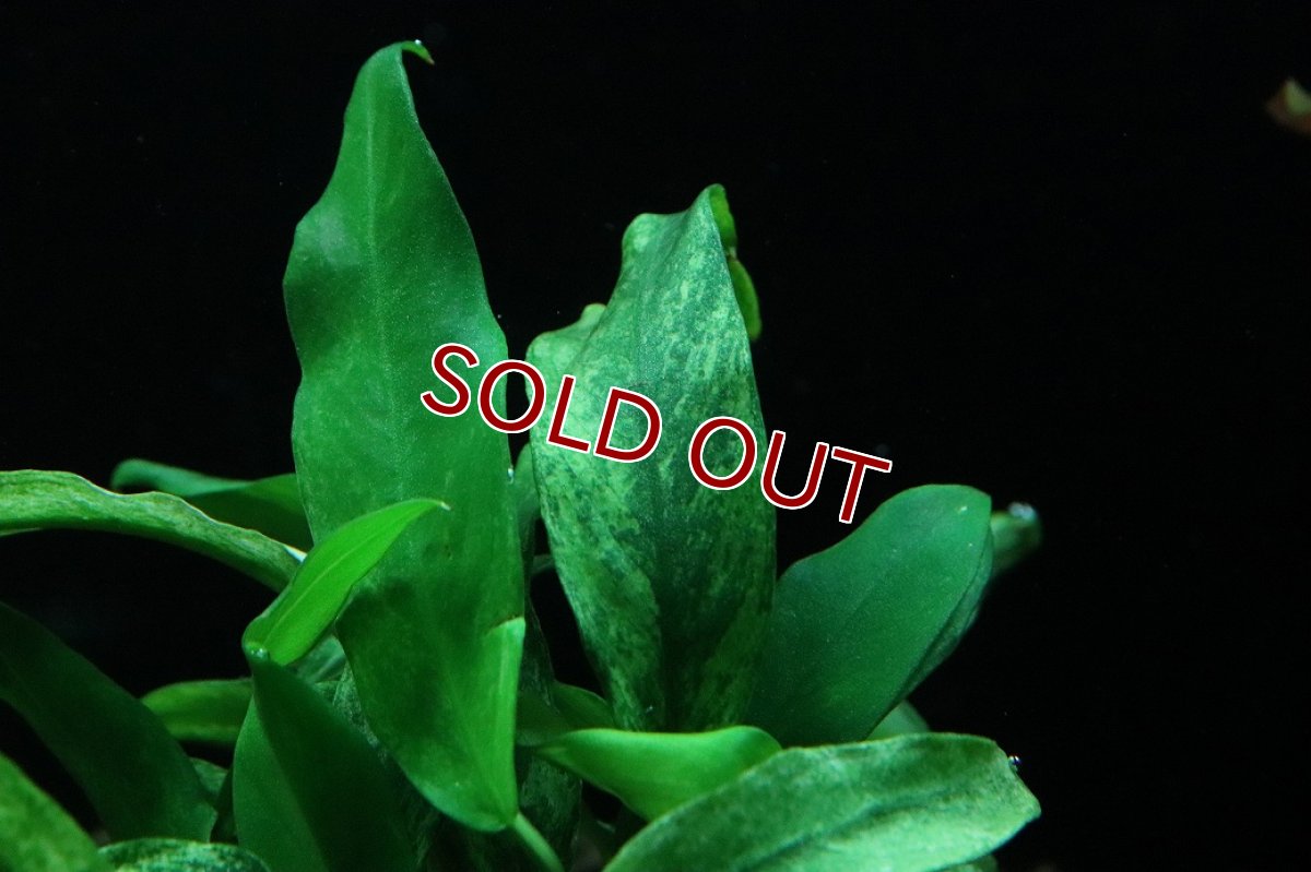 画像2: 【10%OFF対象商品30周年セール】【通販 水草】アヌビアス バルテリー VAR グラブル 斑入り(輸入品)【1ポット サンプル画像】（陰性水草)（生体）（熱帯魚） (2)