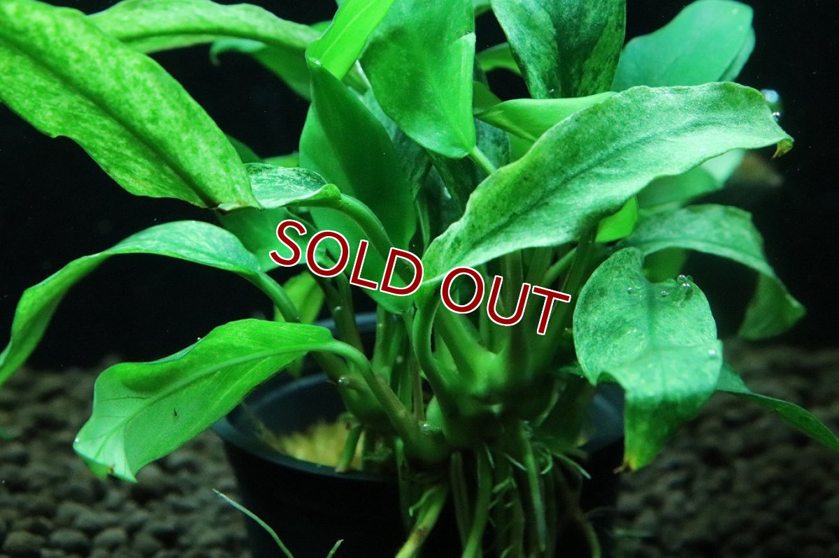 画像3: 【10%OFF対象商品30周年セール】【通販 水草】アヌビアス バルテリー VAR グラブル 斑入り(輸入品)【1ポット サンプル画像】（陰性水草)（生体）（熱帯魚） (3)