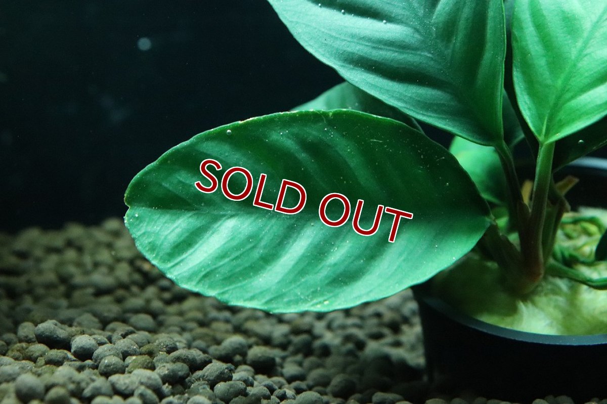 画像2: 【通販 水草】アヌビアス コーヒーフォリア(輸入品)【1ポット サンプル画像】（陰性水草)（生体）（熱帯魚） (2)