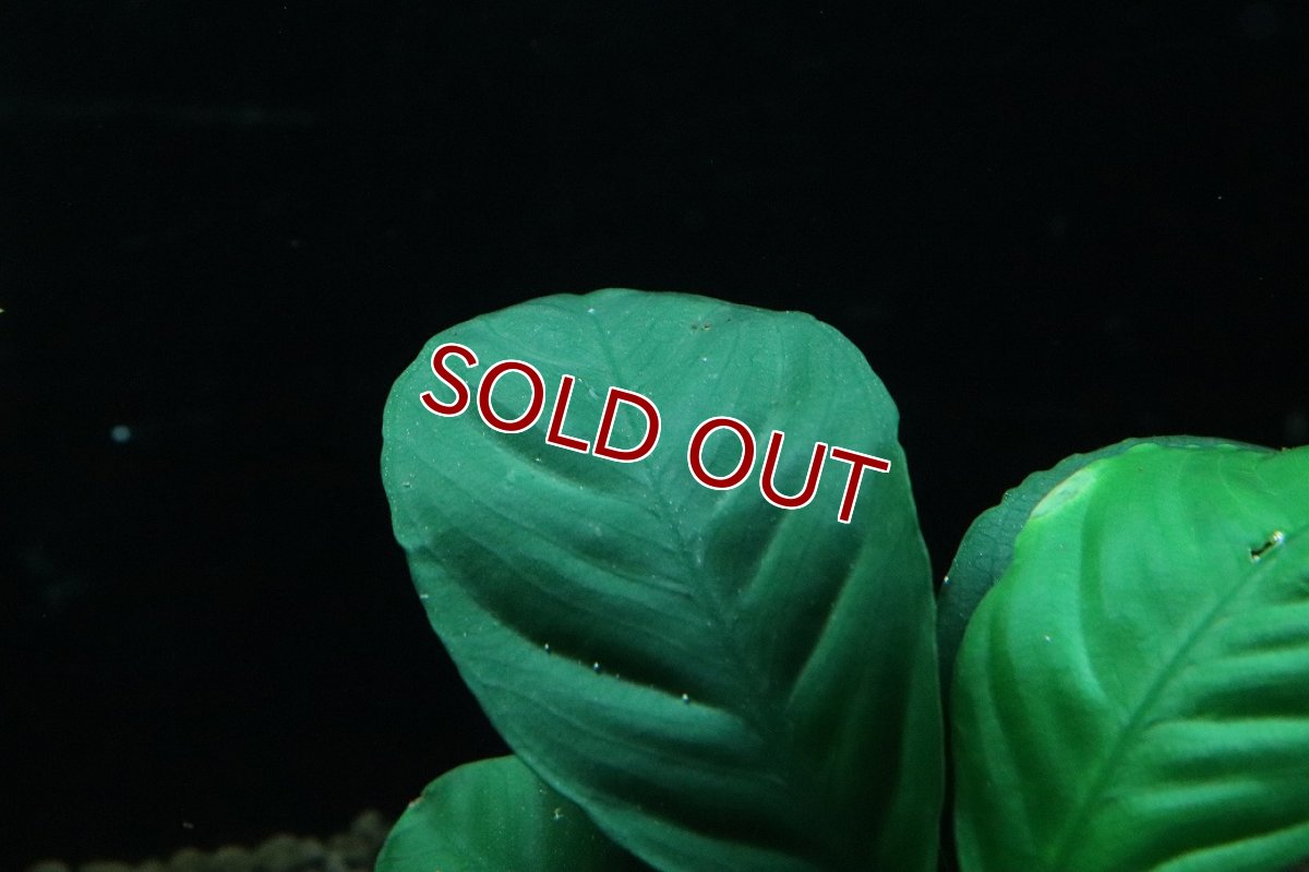 画像3: 【通販 水草】アヌビアス コーヒーフォリア(輸入品)【1ポット サンプル画像】（陰性水草)（生体）（熱帯魚） (3)