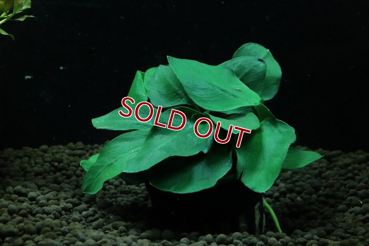 画像1: 【通販 水草】アヌビアス ナナ シックスリーフ(輸入品)【1ポット サンプル画像】（陰性水草)（生体）（熱帯魚） (1)