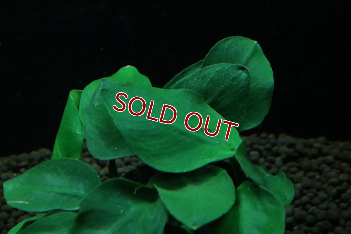 画像2: 【通販 水草】アヌビアス ナナ シックスリーフ(輸入品)【1ポット サンプル画像】（陰性水草)（生体）（熱帯魚） (2)