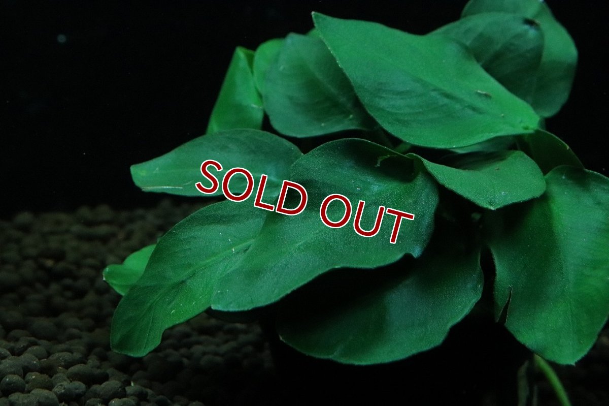 画像3: 【通販 水草】アヌビアス ナナ シックスリーフ(輸入品)【1ポット サンプル画像】（陰性水草)（生体）（熱帯魚） (3)