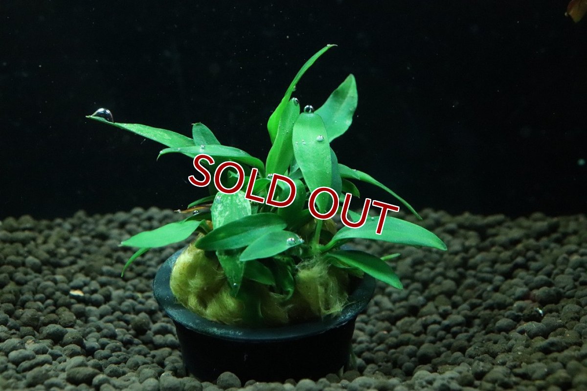 画像1: 【通販 水草】大特価 アヌビアス チリハラペーニョ(輸入品)【1ポット サンプル画像】（陰性水草)（生体）（熱帯魚） (1)