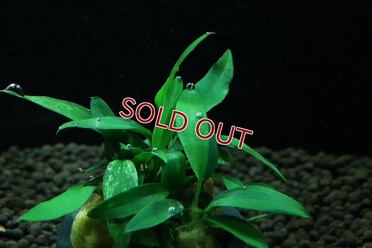 画像2: 【通販 水草】大特価 アヌビアス チリハラペーニョ(輸入品)【1ポット サンプル画像】（陰性水草)（生体）（熱帯魚） (2)