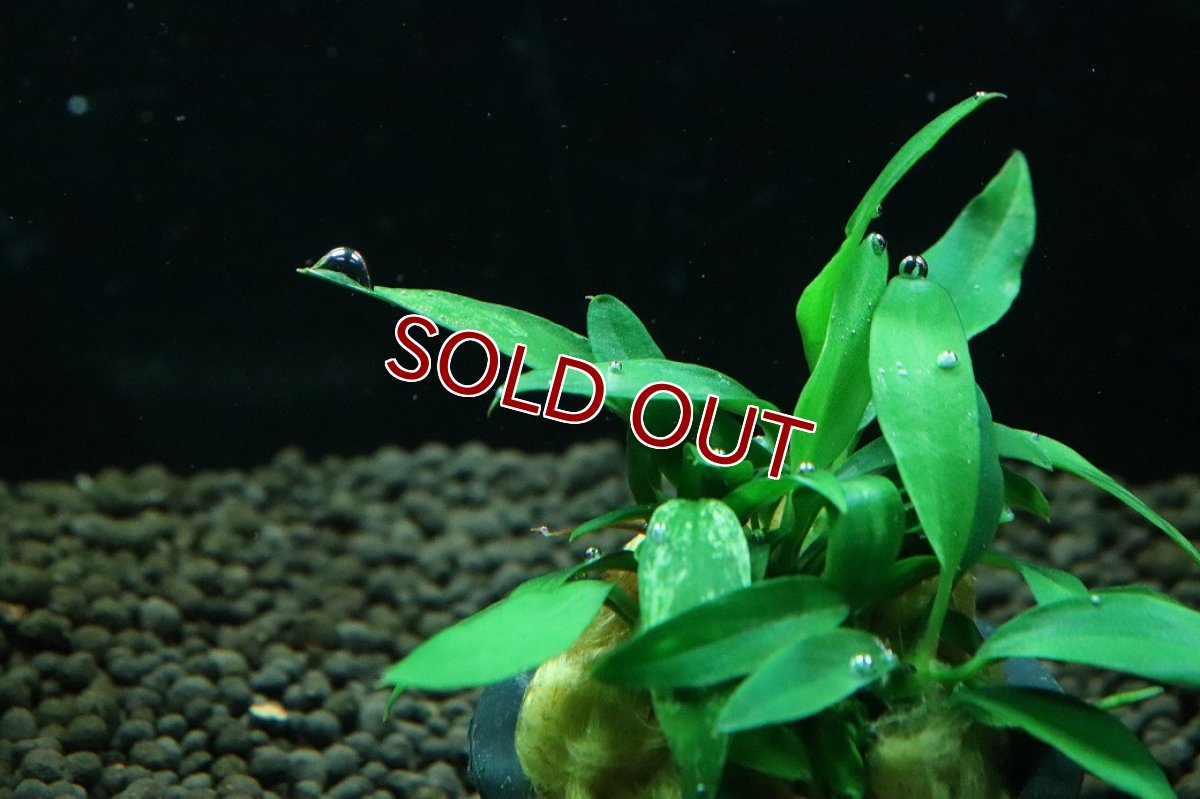 画像3: 【通販 水草】大特価 アヌビアス チリハラペーニョ(輸入品)【1ポット サンプル画像】（陰性水草)（生体）（熱帯魚） (3)