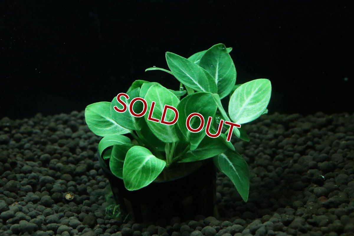 画像1: 【通販 水草】アヌビアス スターダスト(輸入品)【1ポット サンプル画像】（陰性水草)（生体）（熱帯魚） (1)