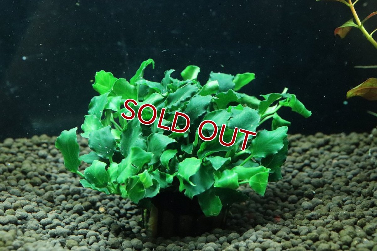 画像1: 【通販 水草】アヌビアス キリン ミニ(輸入品)【1ポット サンプル画像】（陰性水草)（生体）（熱帯魚） (1)