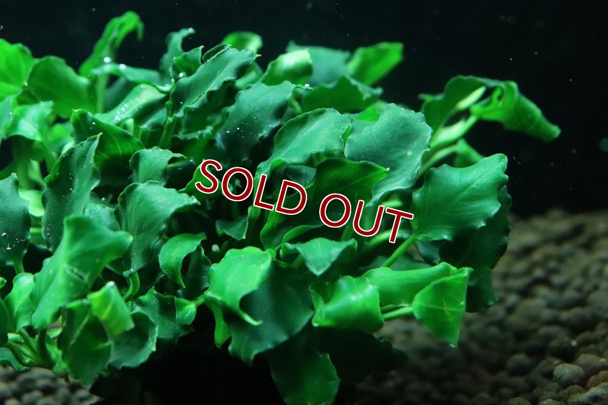 画像2: 【通販 水草】アヌビアス キリン ミニ(輸入品)【1ポット サンプル画像】（陰性水草)（生体）（熱帯魚） (2)