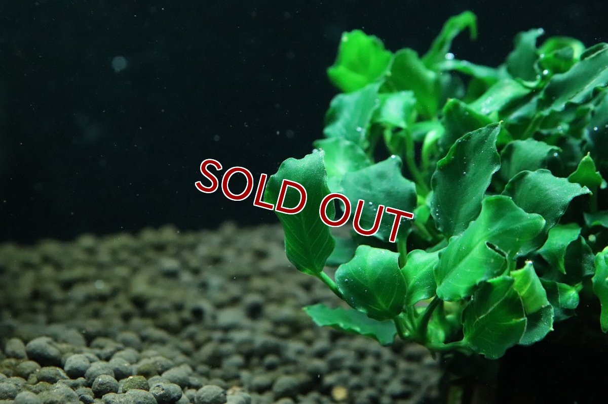 画像3: 【通販 水草】アヌビアス キリン ミニ(輸入品)【1ポット サンプル画像】（陰性水草)（生体）（熱帯魚） (3)