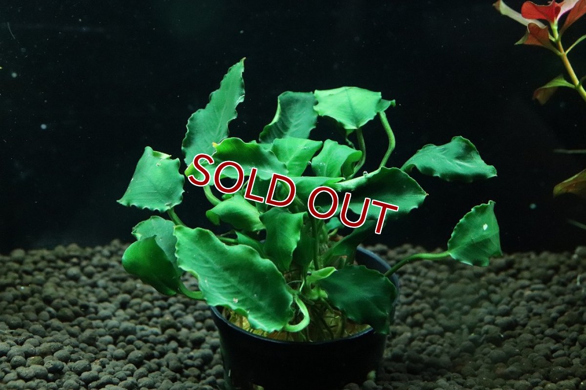 画像1: 【通販 水草】アヌビアス キリン(輸入品)【1ポット サンプル画像】（陰性水草)（生体）（熱帯魚） (1)