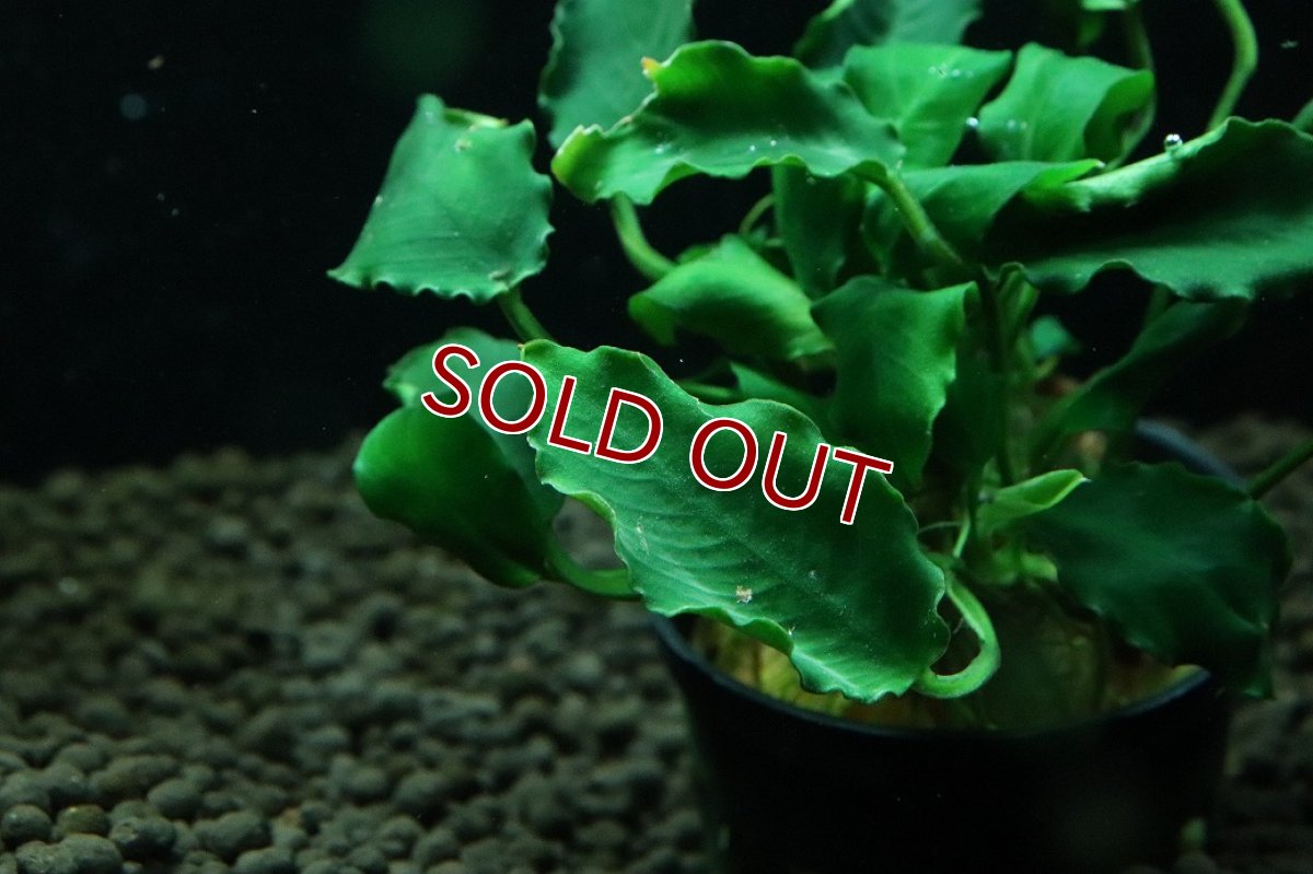 画像2: 【通販 水草】アヌビアス キリン(輸入品)【1ポット サンプル画像】（陰性水草)（生体）（熱帯魚） (2)