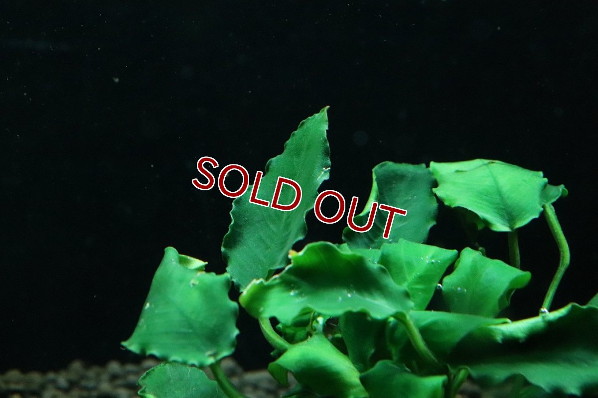 画像3: 【通販 水草】アヌビアス キリン(輸入品)【1ポット サンプル画像】（陰性水草)（生体）（熱帯魚） (3)